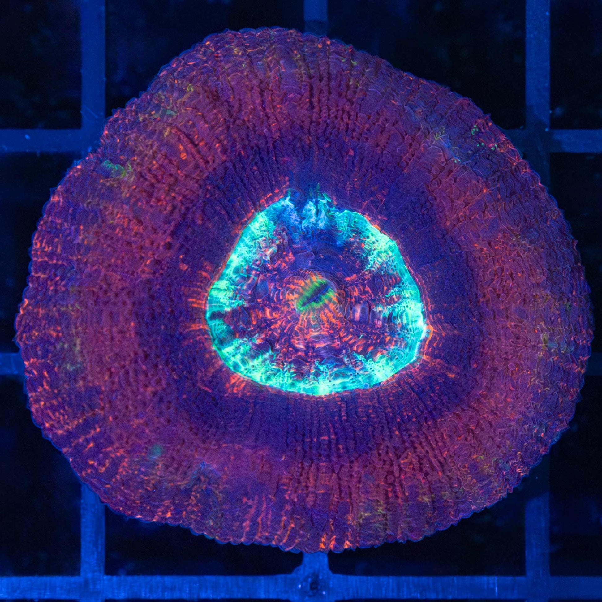 Red UFO Acan Maxima