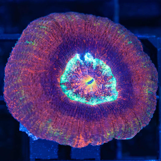 Acan Maxima (Micromussa Pacifica)