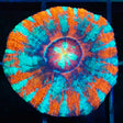 Acan Maxima orange blue purple