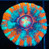 Acan Maxima orange blue purple