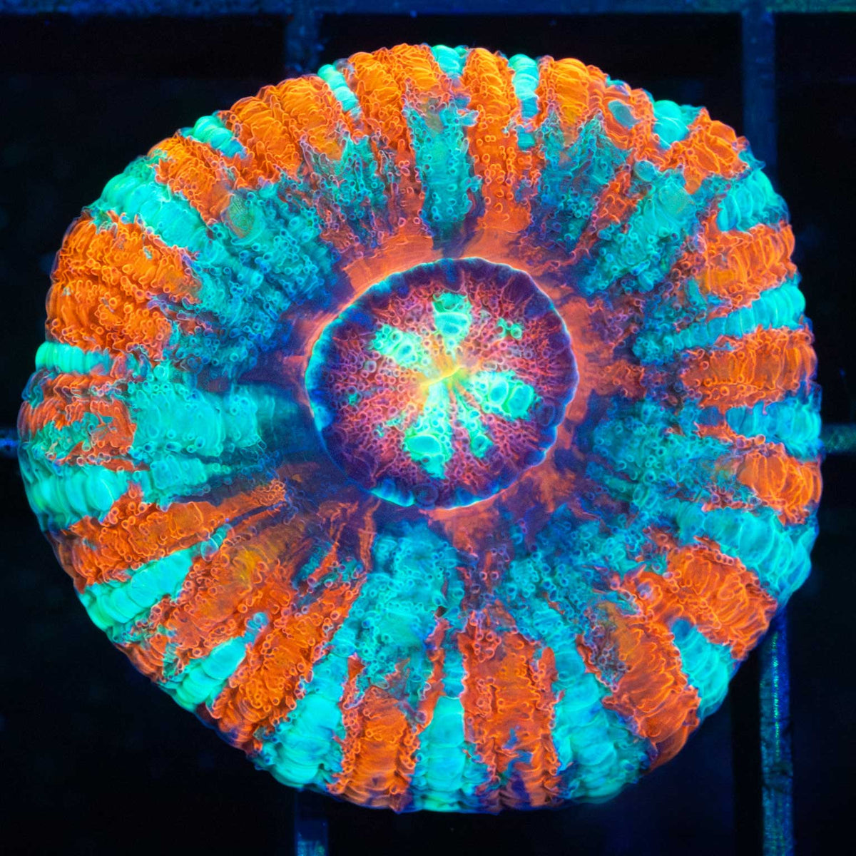 Acan Maxima orange blue purple