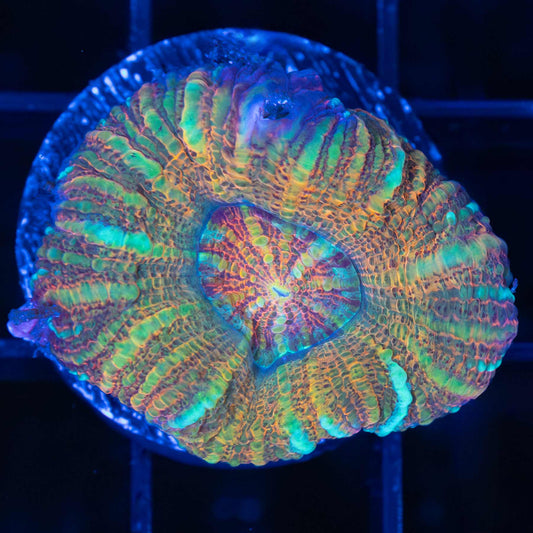 Acan Maxima (Micromussa Pacifica)