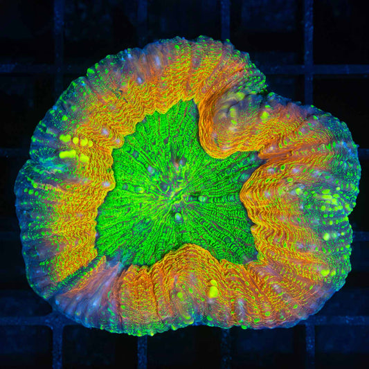 Neon Lobo (Acan Pachysepta) 2.5"