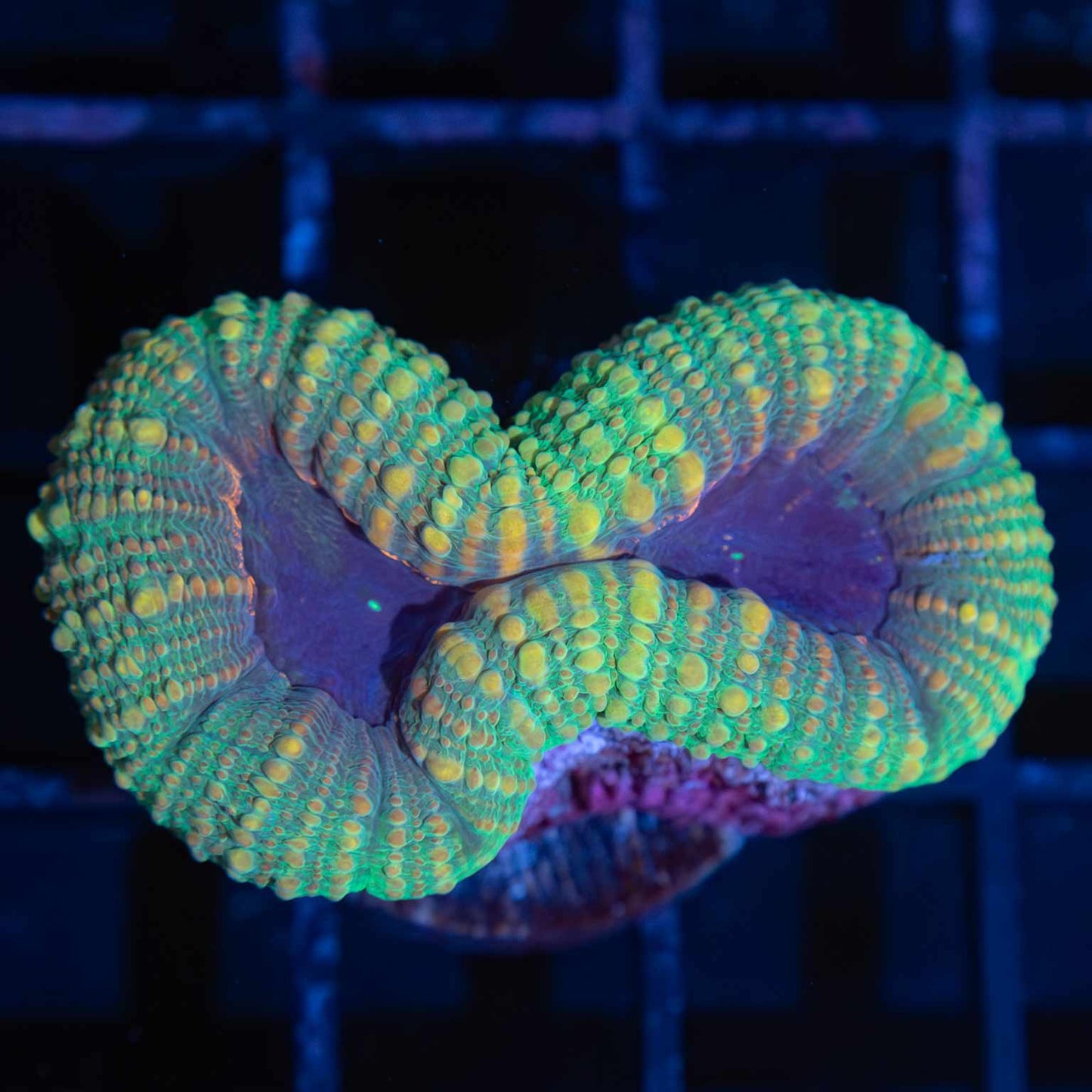 4 Color Lobo (actually Acan Pachysepta)