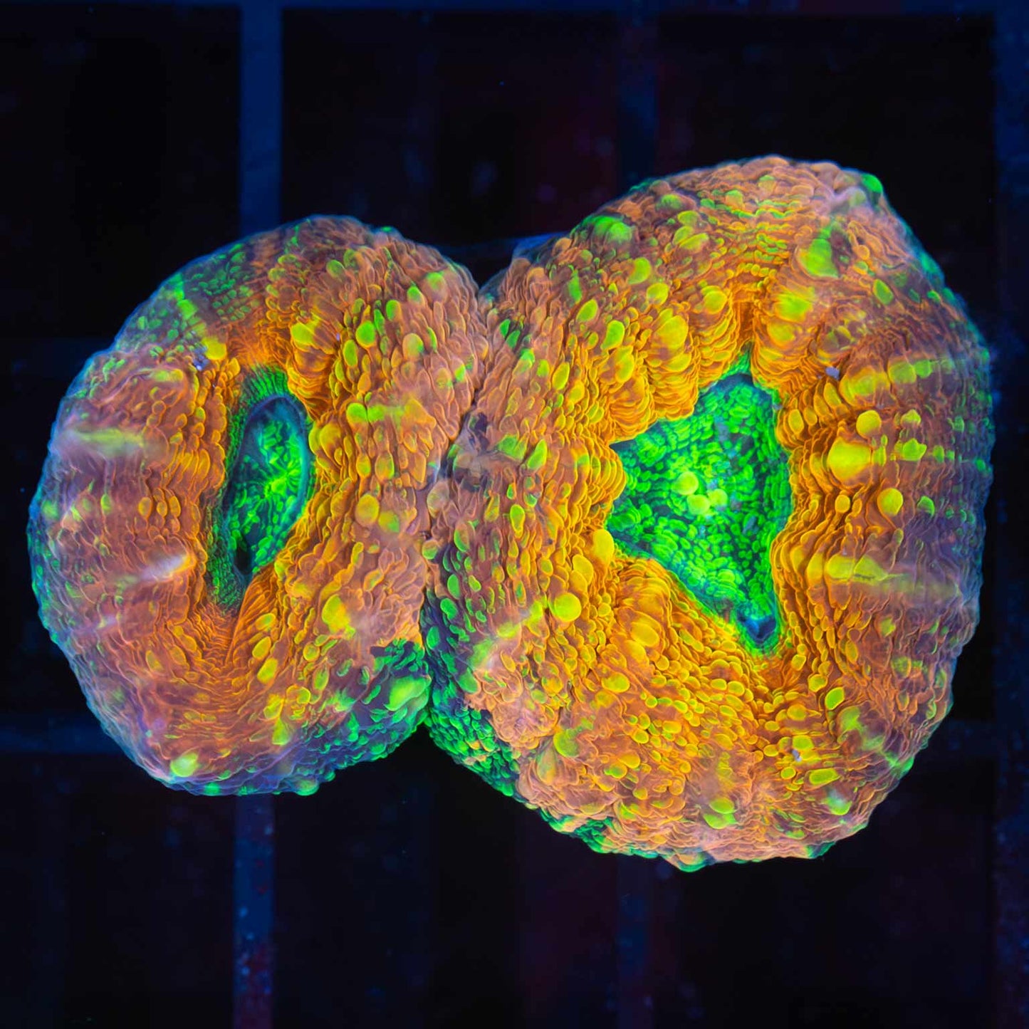 Nuclear Sunset Lobo (actually Acan Pachysepta, Bright!)