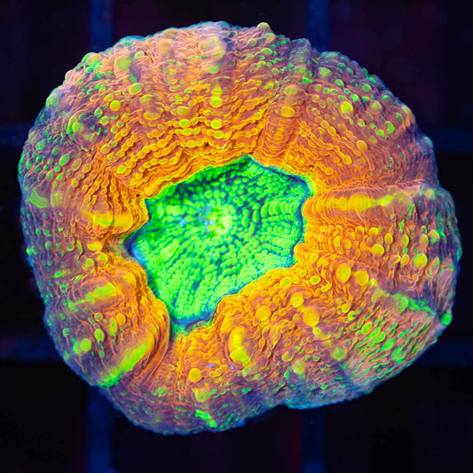 Nuclear Sunset Lobo (actually Acan Pachysepta, Bright!)