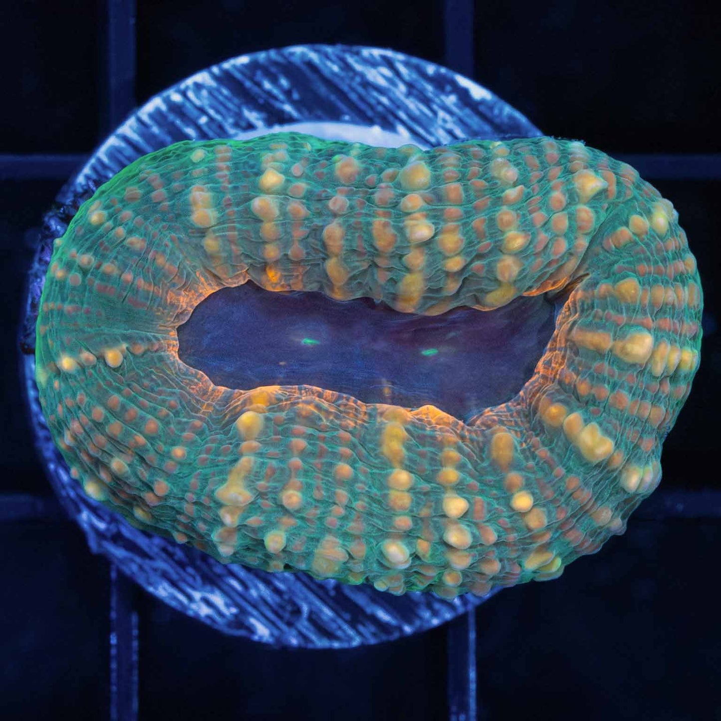 Gold, Green, Purple, and Orange Acan Pachysepta 1"