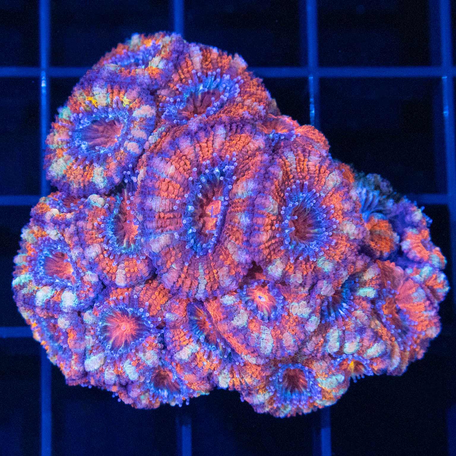 Rainbow Acan Colony 2"