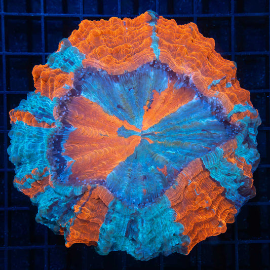 3 Color Acanthophyllia