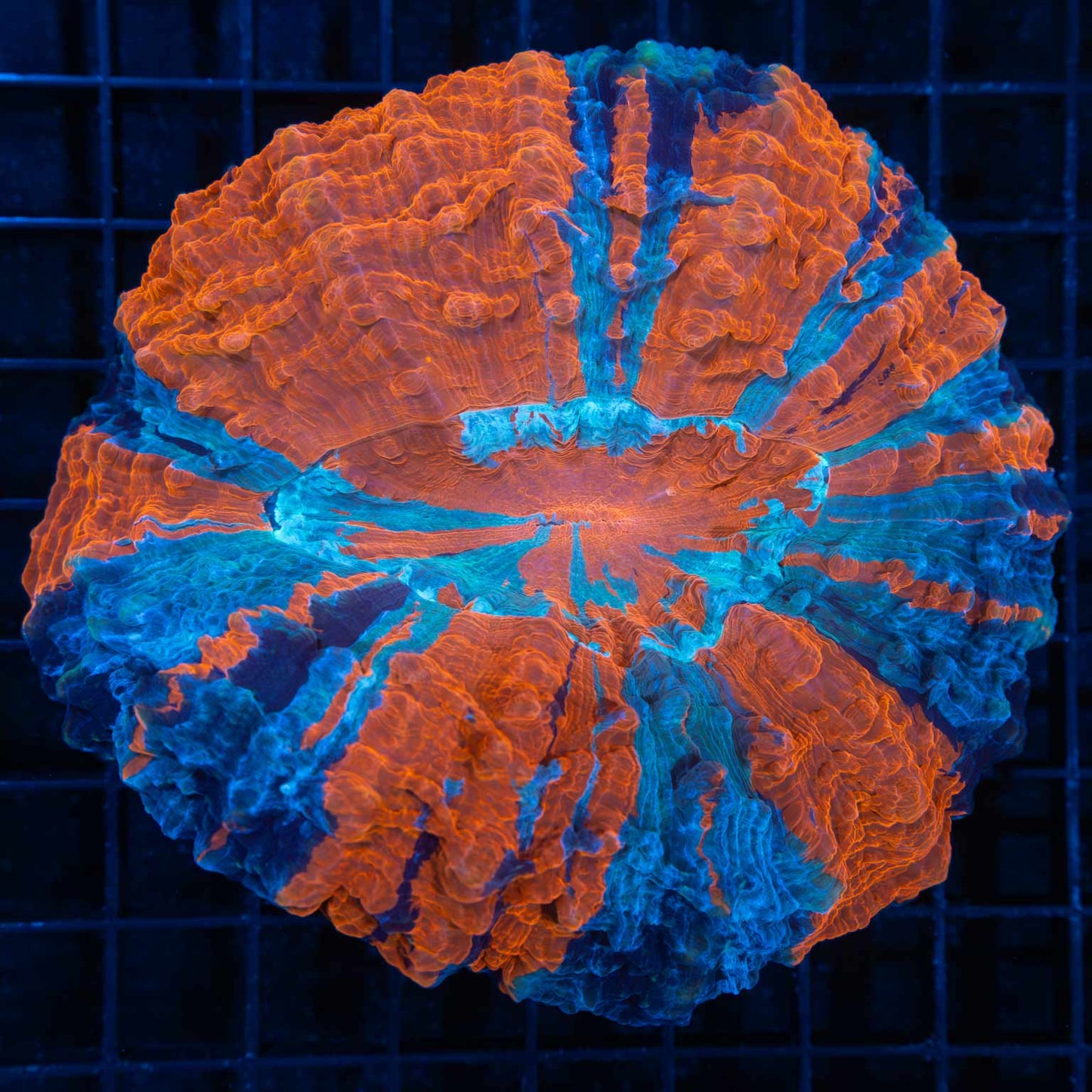 3 Color Acanthophyllia 5"