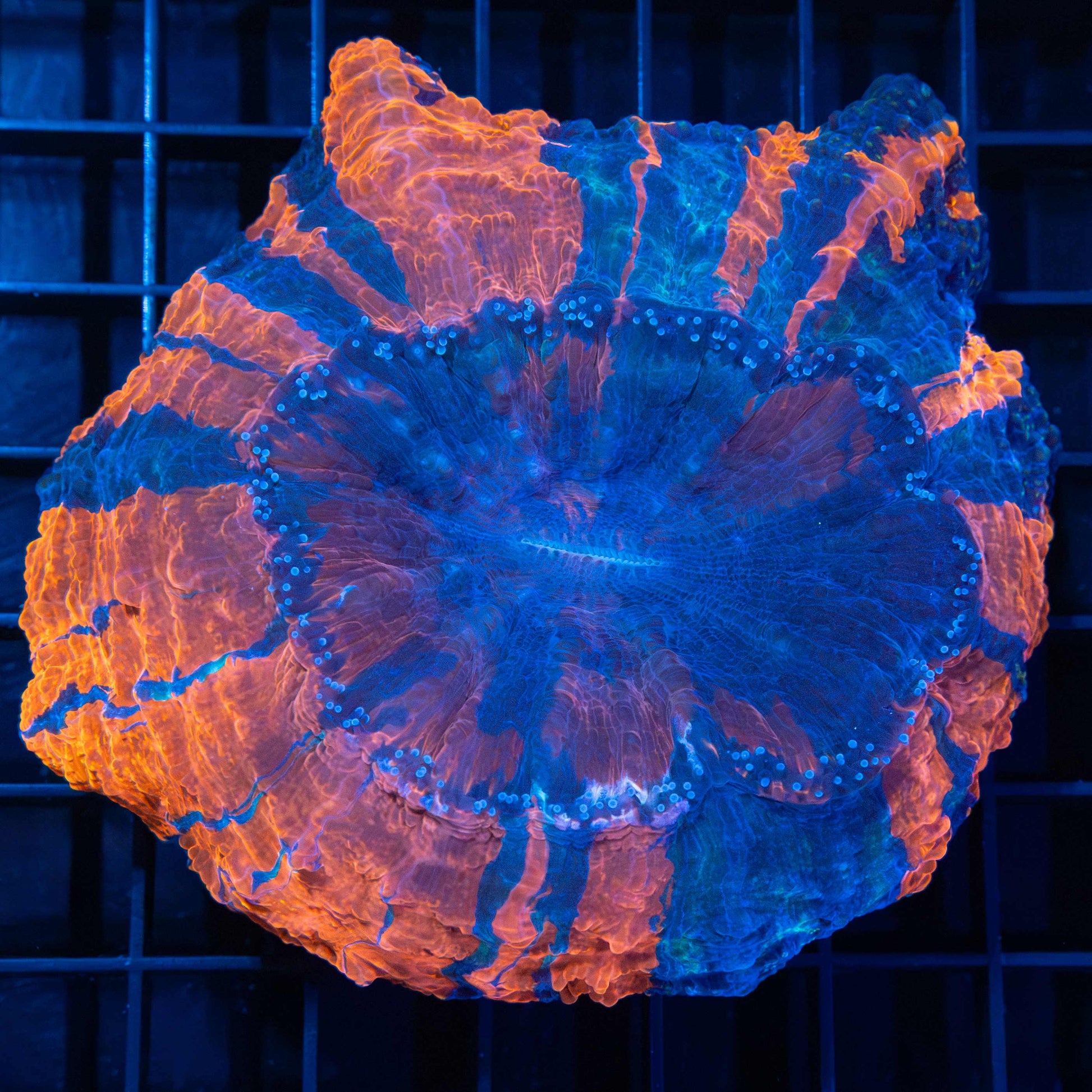 Blue and Orange Acanthophyllia 4"