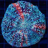 Cotton Candy Spot Acanthophyllia