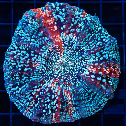 Cotton Candy Spot Acanthophyllia