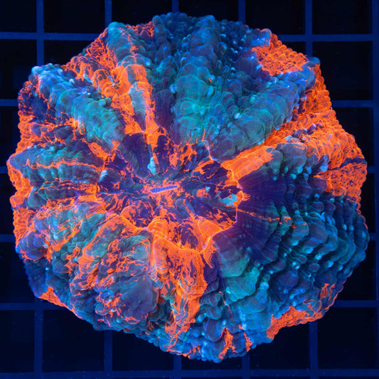 Fire and Ice Acanthophyllia 3.5"