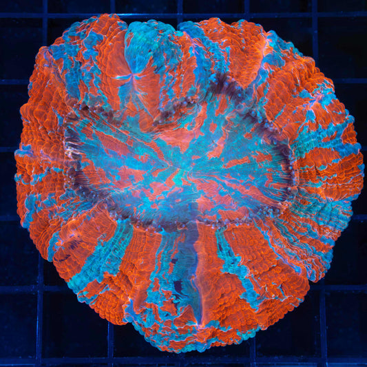 Acanthophyllia (Old damage visible when closed)