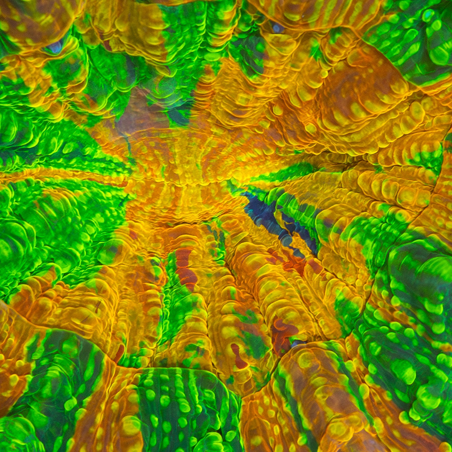 Rainbow Glitter Acanthophyllia 5"