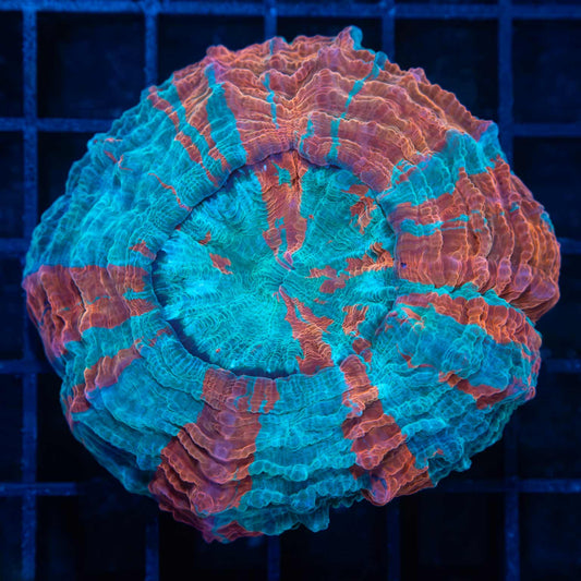 Teal and Orange Acanthophyllia 3"