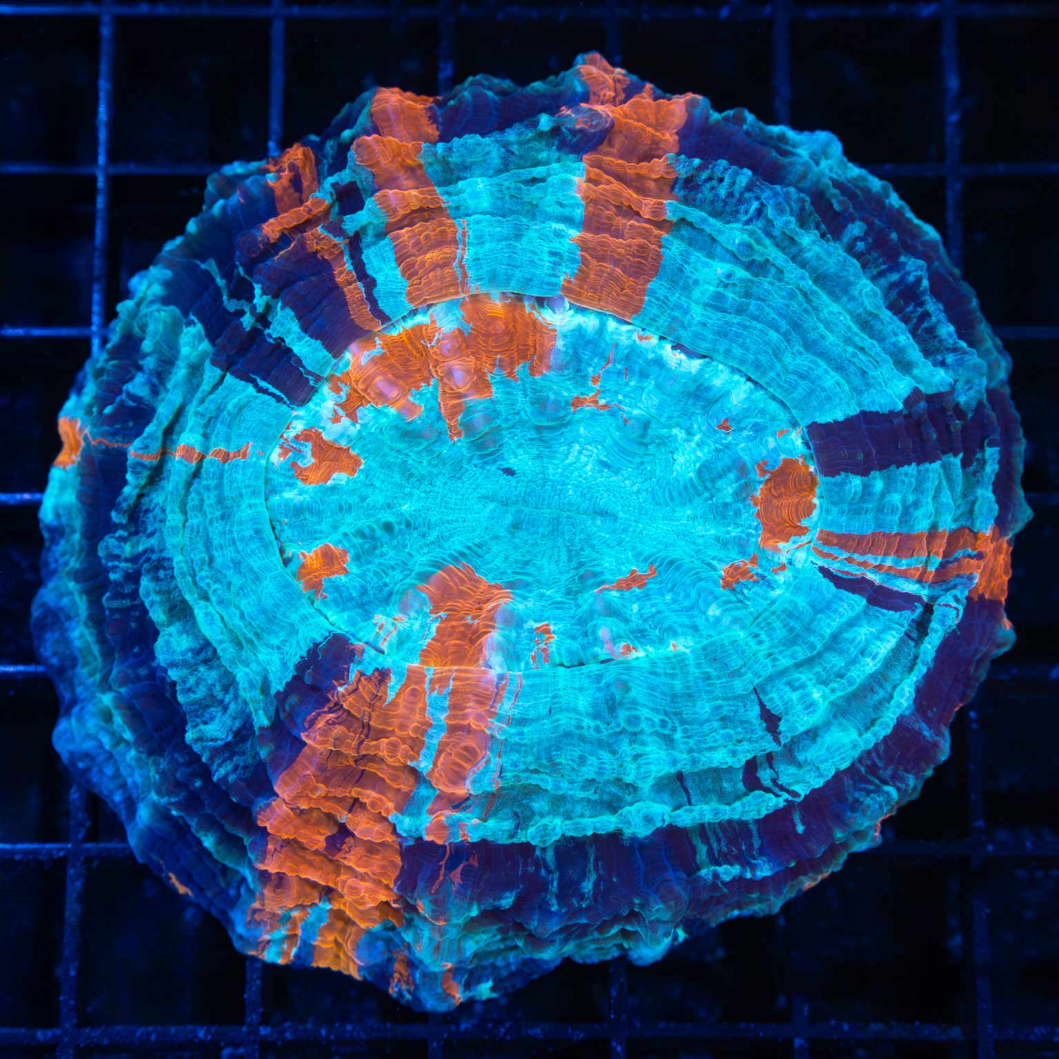 3 Color Acanthophyllia