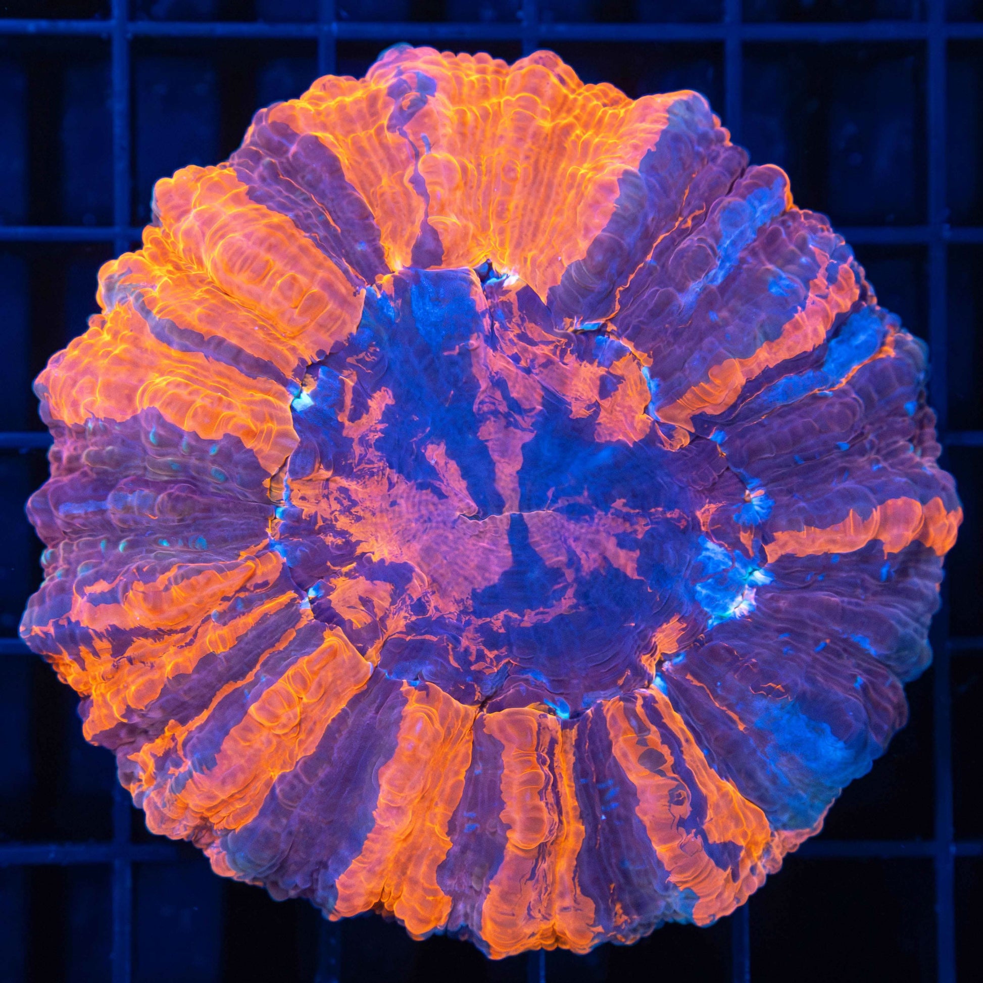 4 Color Acanthophyllia 3"