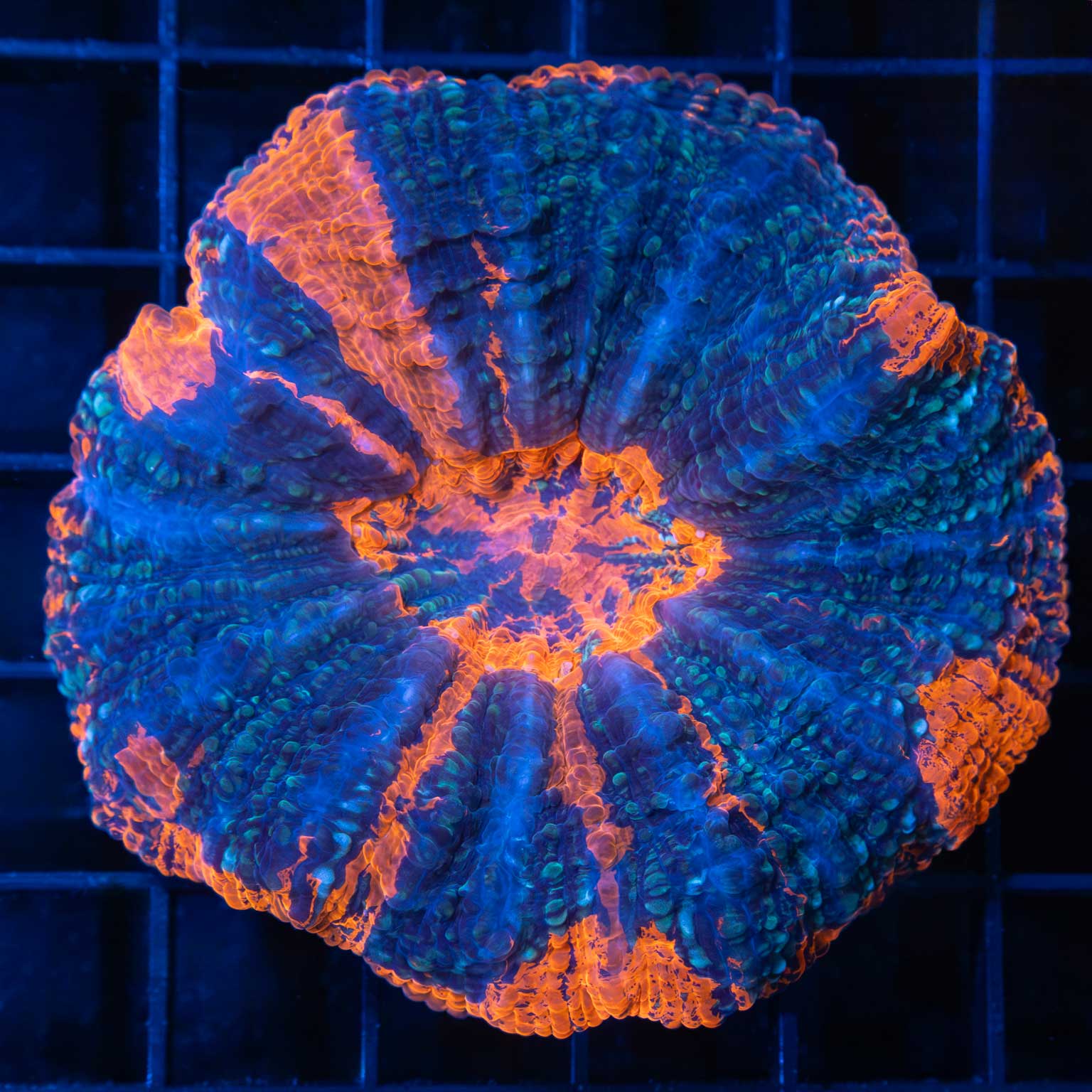 Blue Denim Acanthophyllia