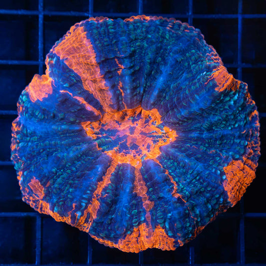 Blue Denim Acanthophyllia