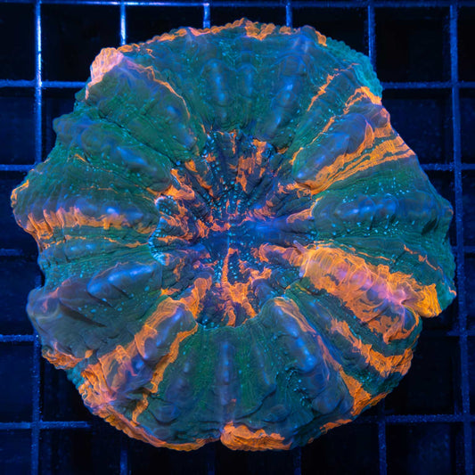 4 color acanthohphyllia