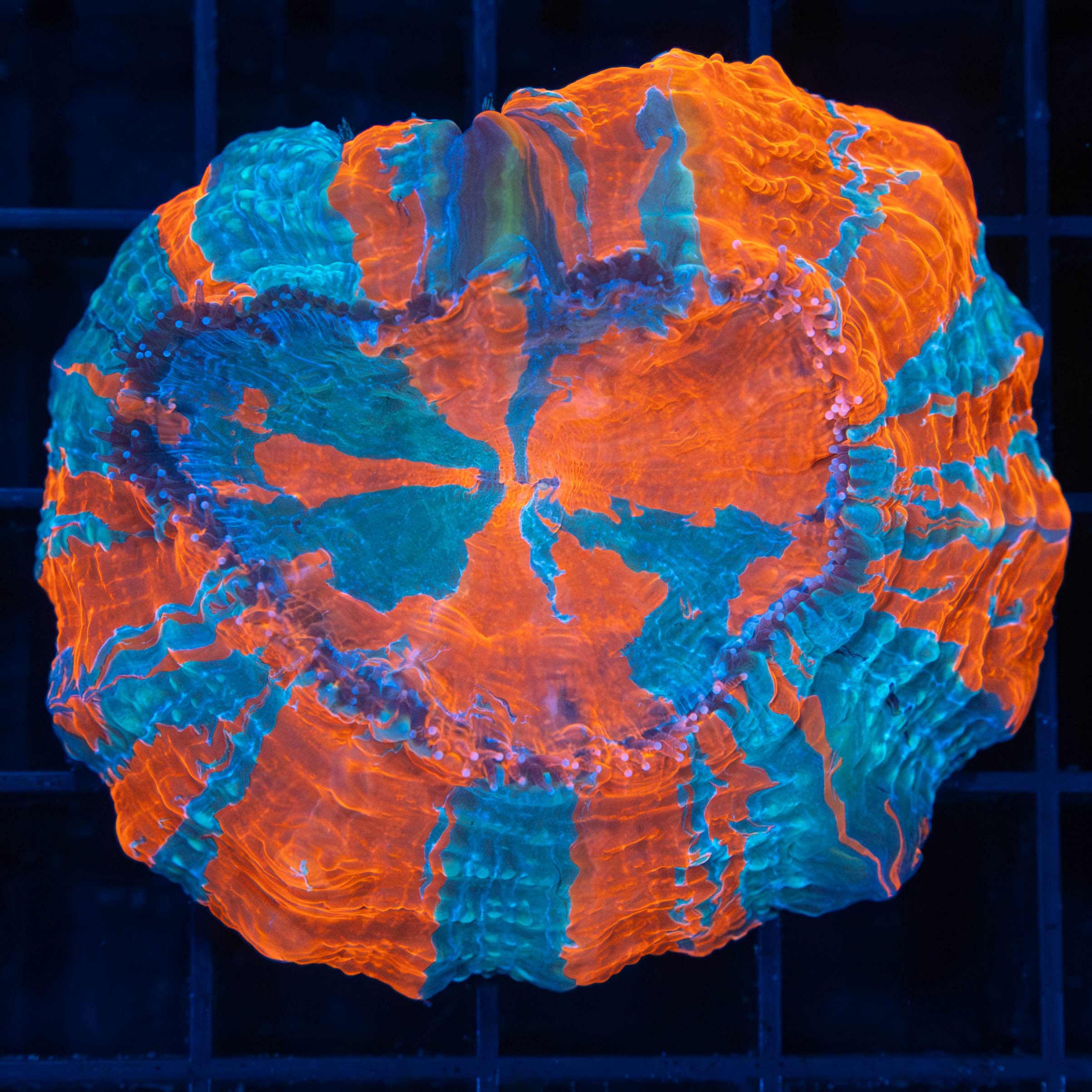 Live Coral for Sale - Shipped Overnight – Lucky Corals