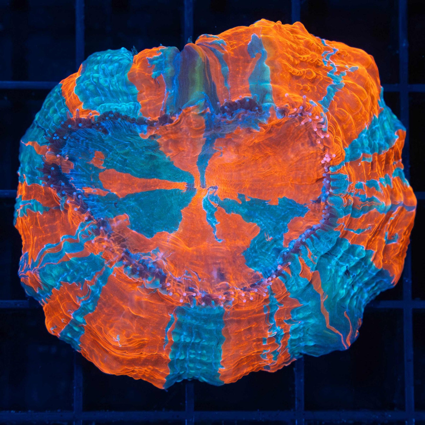 Acanthophyllia (Old damage Visible when closed)