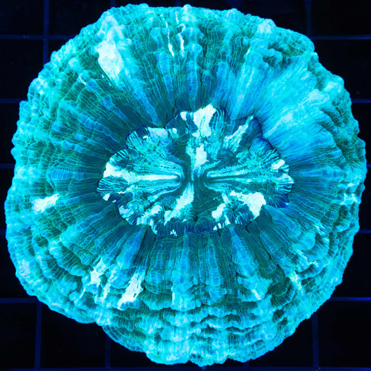 Teal and White Acanthophyllia 3.5"
