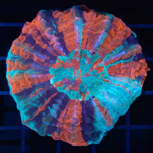 3 Color Acanthophyllia