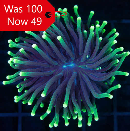 green tip torch coral