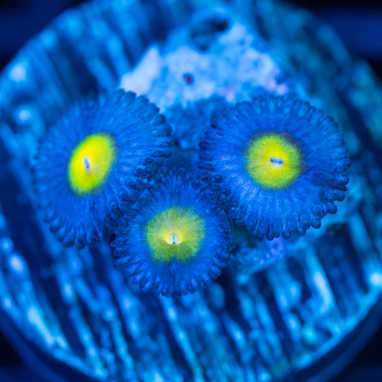 AIO Zoa (3 Polyps)