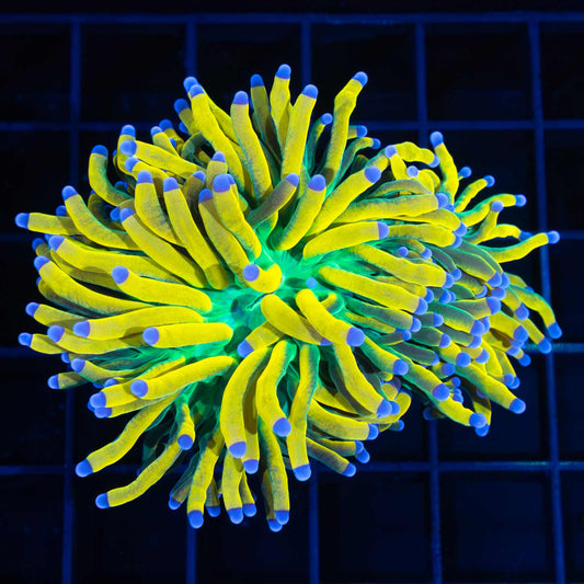 almost split ultimate banana torch