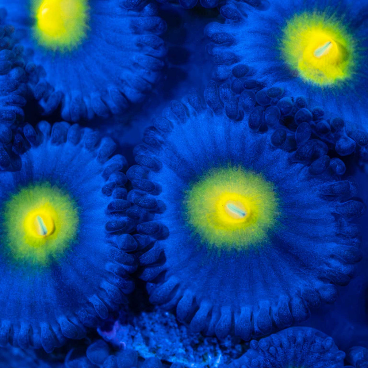 AOI Zoa Blue Light Photograph