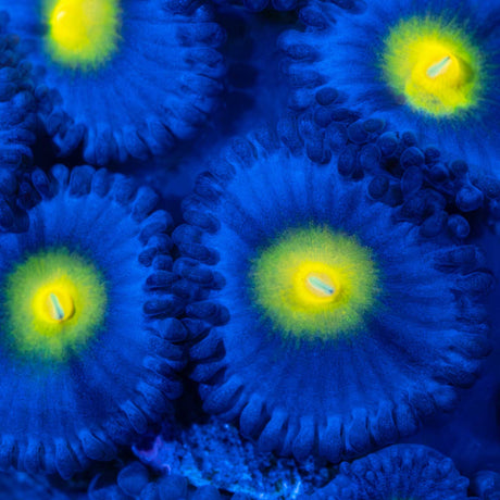 AOI Zoa Blue Light Photograph