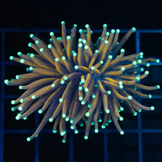 Jester Torch Coral
