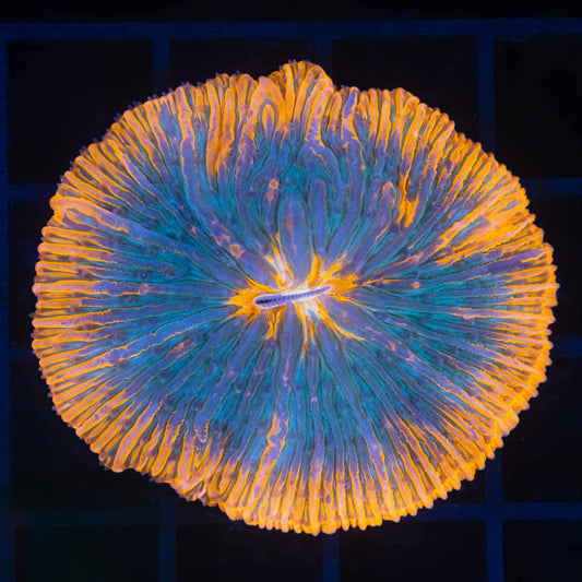 Aquaman plate coral 2"