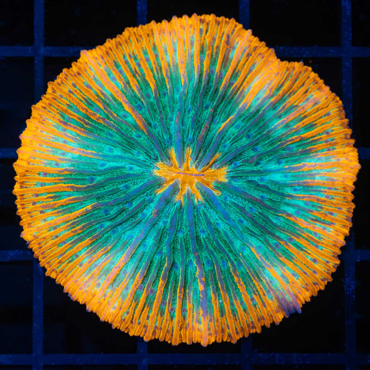 Aquaman Plate Coral 2"