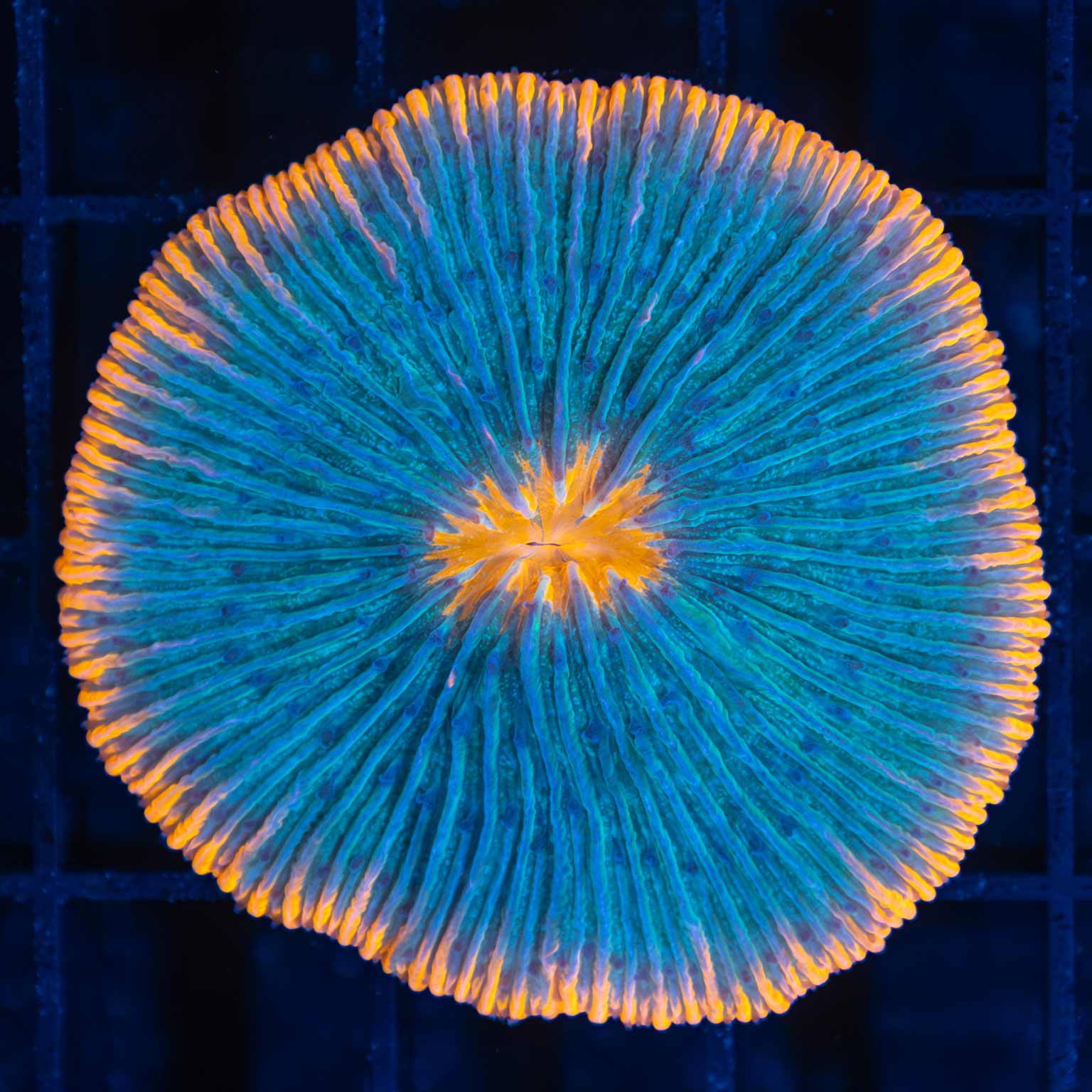 Aquaman Plate Coral 2"