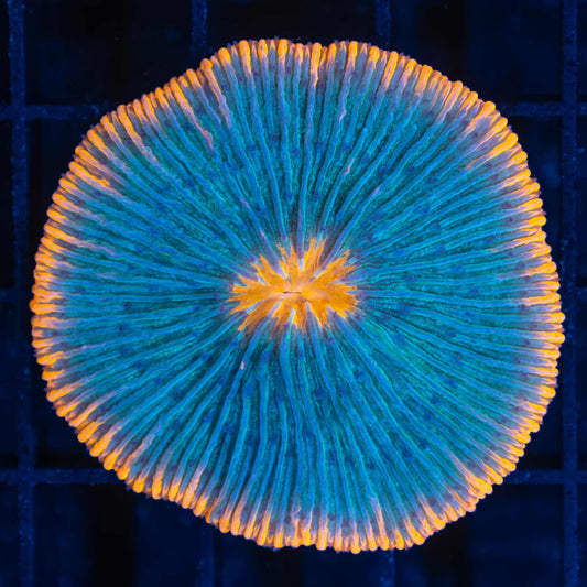 Aquaman Plate Coral 2"