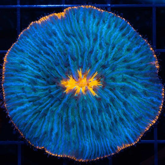 Aquaman Plate Coral 2.25"