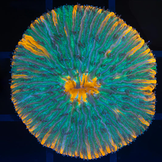 Orange and Teal Plate Coral