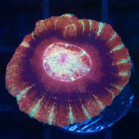 Asian Acan