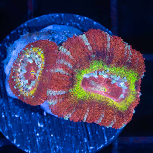 Highlighter Ring Acan (2 Polyps)