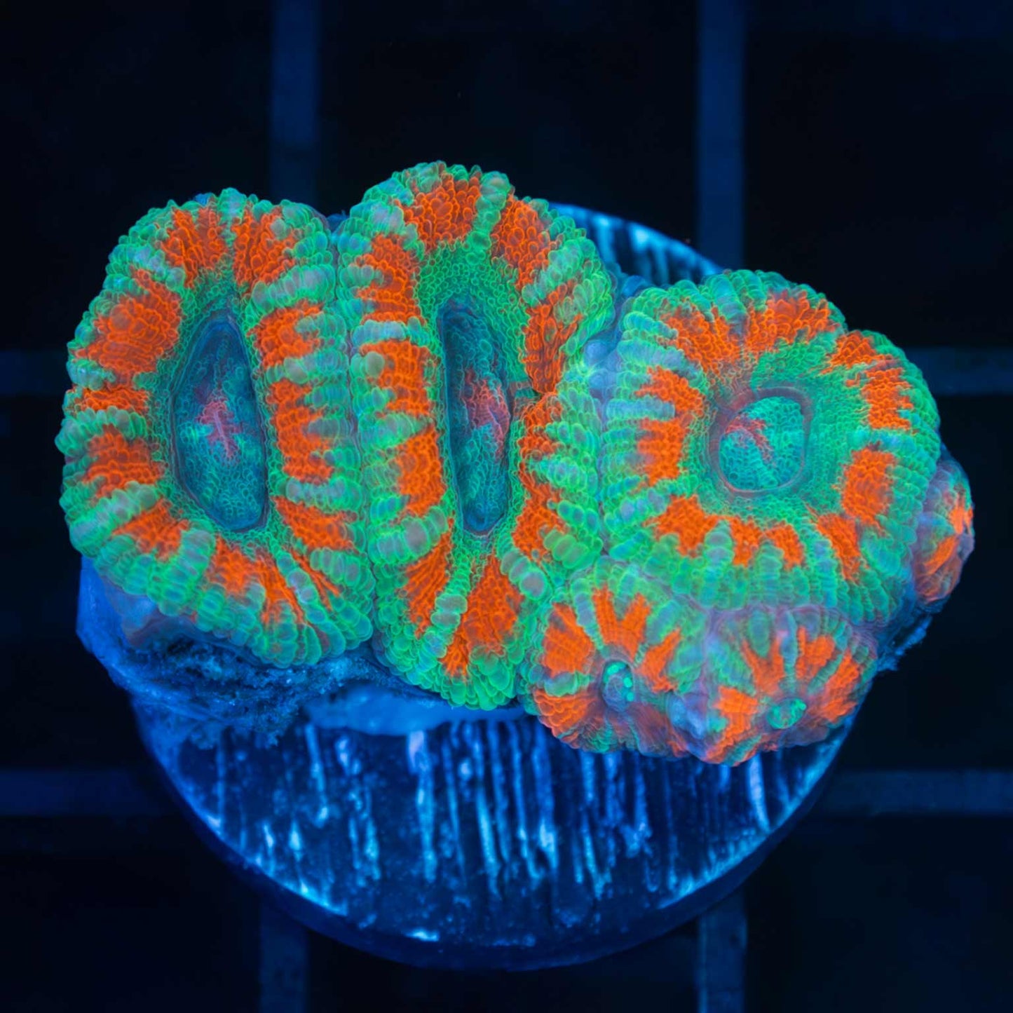 Asian Acan