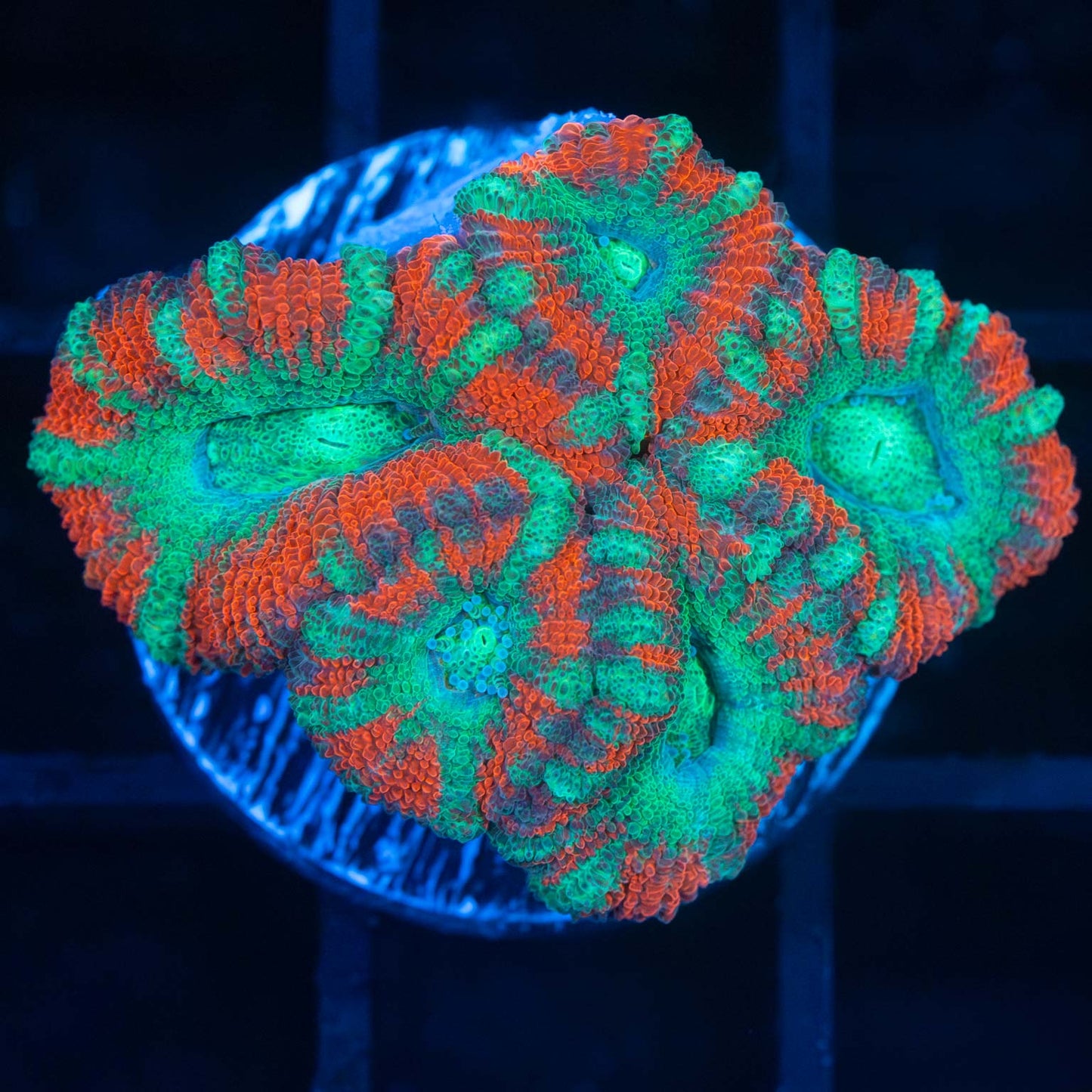 Asian Acan Coral Mini Colony