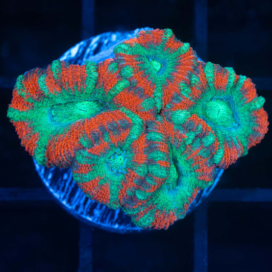 Asian Acan Coral Mini Colony