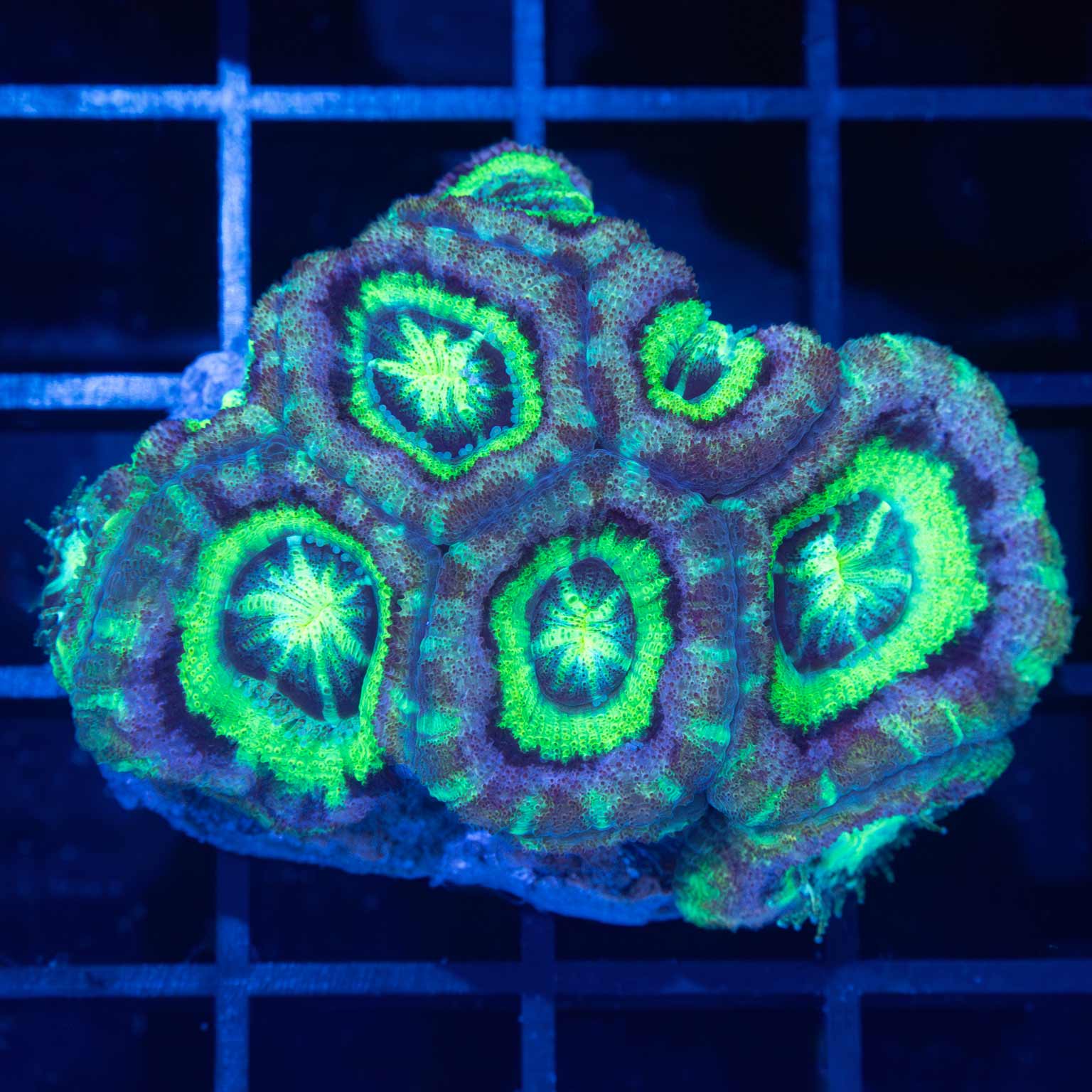 Asian Acan Large Frag