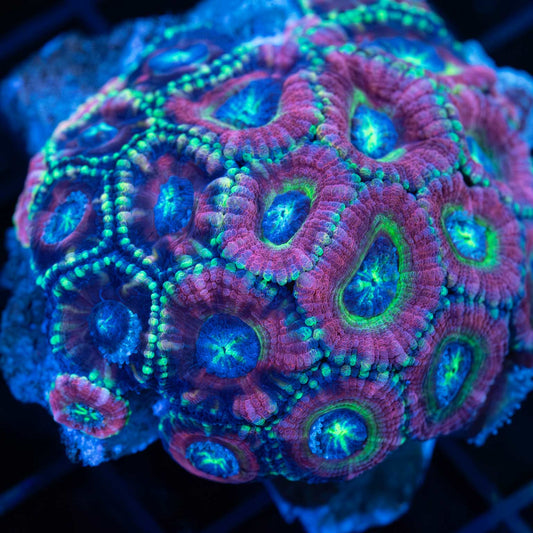 asian acan colony