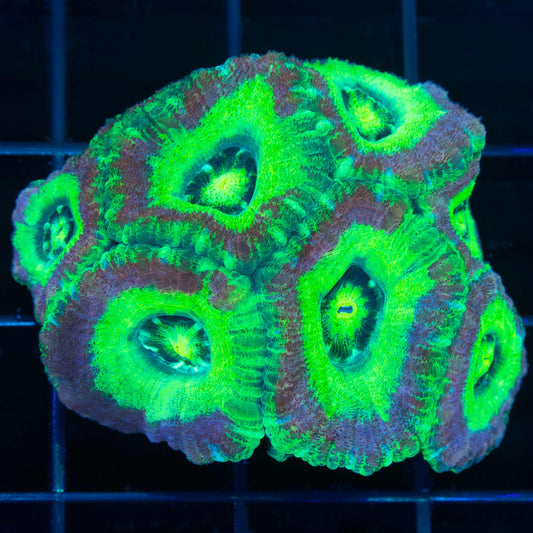 Asian Acan Coral Mini Colony